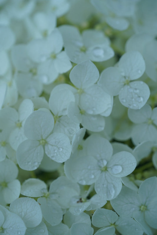 髪が広がる原因とまとまる髪の作り方