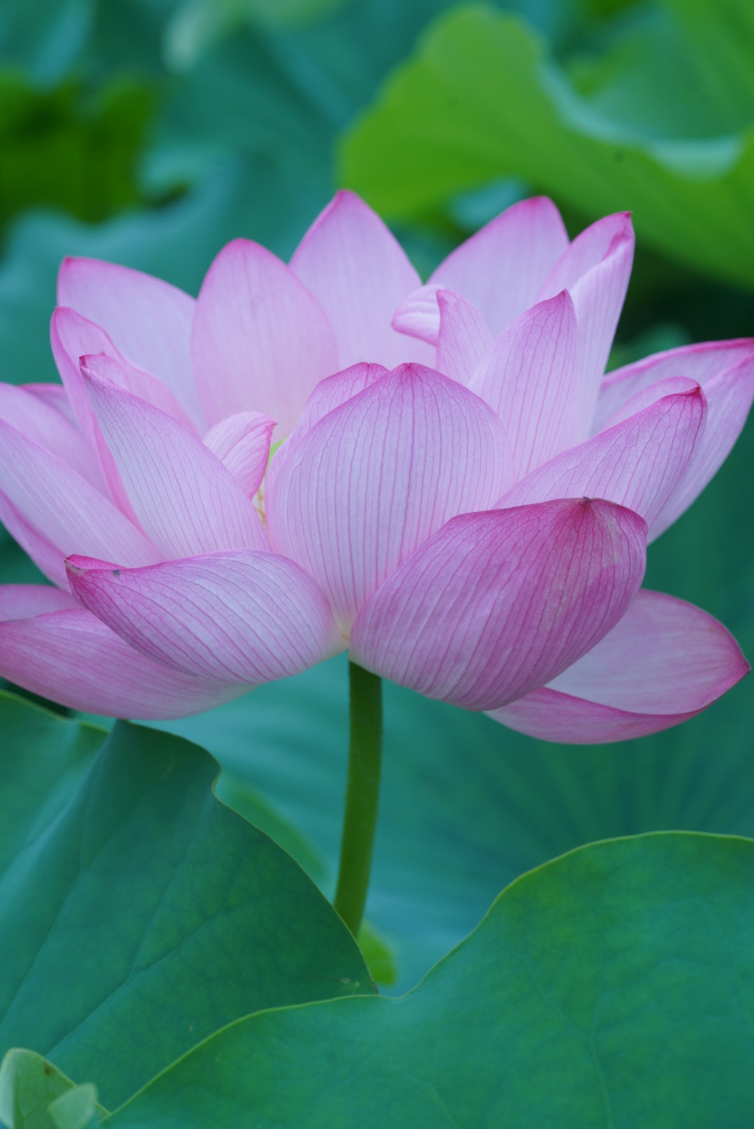 髪が抜ける？切れる？その違いと見分け方